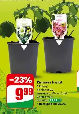 Dino Kwiat zimowy oferta