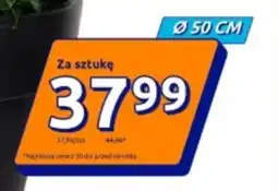 Action Doniczka oferta