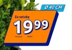 Action Doniczka oferta