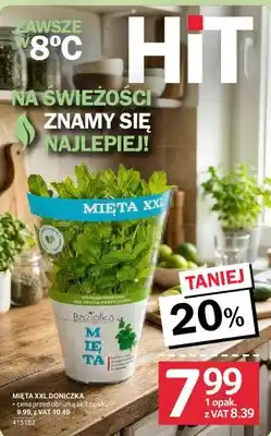 Mięta XXL doniczka
