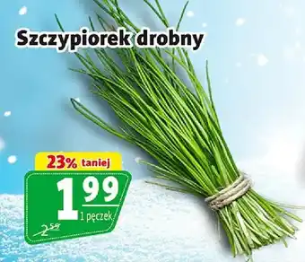 Szczypiorek drobny