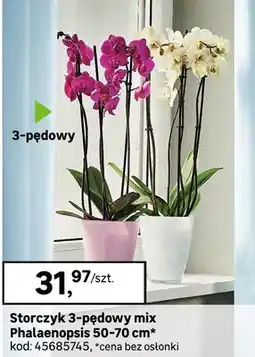 Leroy Merlin Storczyk 3-pędowy mix Phalaenopsis 50-70 cm oferta