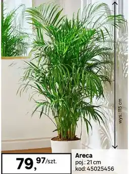 Leroy Merlin Areca 70 cm oferta