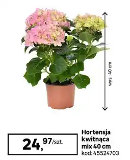 Leroy Merlin Hortensja kwitnąca mix 40 cm oferta