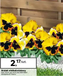 Leroy Merlin Bratek wielkokwiatowy oferta