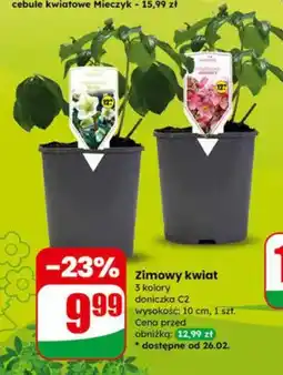 Dino Zimowy kwiat 3 kolory doniczka C2 wysokość: 10 cm oferta