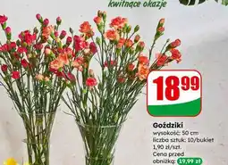 Dino Goździki bukiet oferta