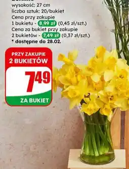 Dino Żonkile bukiet oferta
