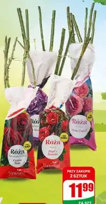 Dino Krzew róża balot różne rodzaje oferta