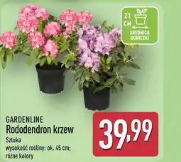 ALDI Rododendron oferta