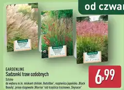 ALDI Sadzonki kwiatów Gardenline oferta