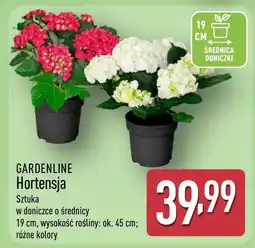 ALDI Hortensja Gardenline oferta