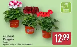 ALDI Pelargonia Gardenline oferta