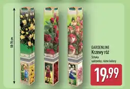 ALDI Krzew Gardenline oferta
