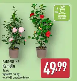 ALDI Kamelia Gardenline oferta