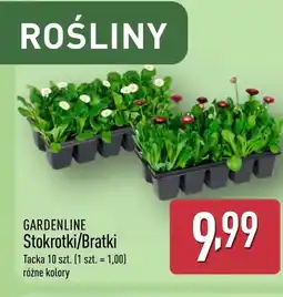 ALDI Bratek Gardenline oferta