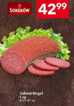 Lewiatan Rogal Sokołów oferta