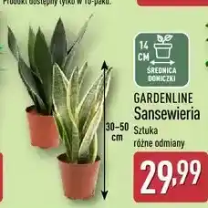 ALDI GARDENLINE Sansewieria oferta