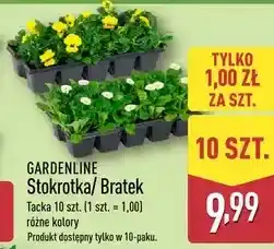 ALDI GARDENLINE Stokrotka/ Bratek oferta