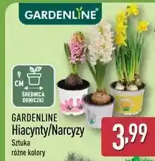 ALDI GARDENLINE Hiacynty/Narcyzy oferta