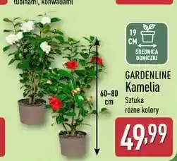 ALDI GARDENLINE Kamelia oferta