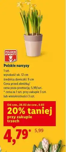 Lidl Polskie narcyzy oferta