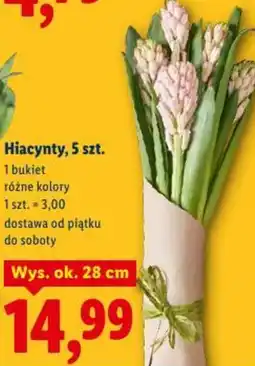 Lidl Hiacynty oferta