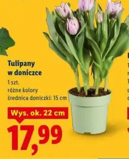 Lidl Tulipany w doniczce oferta