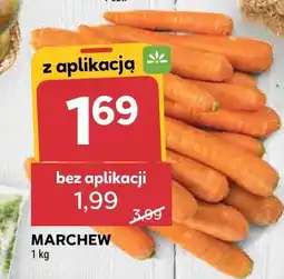 Stokrotka Marchew oferta