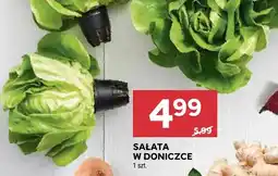 Stokrotka Sałata w doniczce oferta