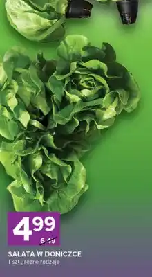 Stokrotka Sałata w doniczce różne rodzaje oferta