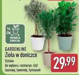 ALDI Zioła w doniczce, różne rodzaje oferta