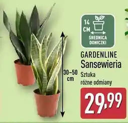 ALDI Sansewieria, różne odmiany oferta