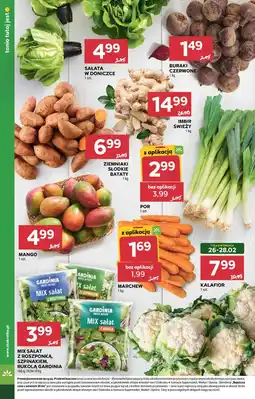 Stokrotka Market Sałata w doniczce oferta