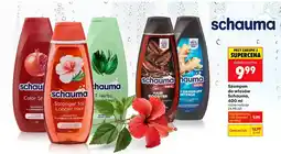 Biedronka Szampon do włosów oferta