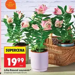 Biedronka Lilia Rascal souvenir, średnica doniczki 13 cm oferta