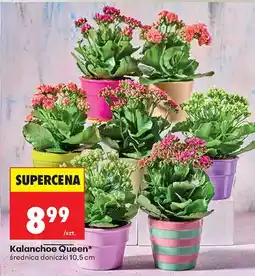 Biedronka Kalanchoe Queen średnica doniczki 10,5 cm oferta