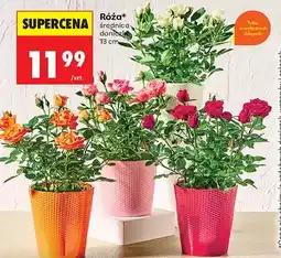Biedronka Róża średnica doniczki 13 cm oferta