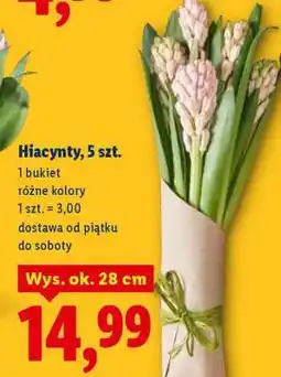 Lidl Hiacynty 5 szt oferta