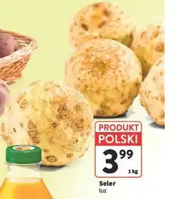 Intermarche Seler korzeń polska oferta