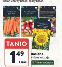 Intermarche Aster nasiona Garderin oferta