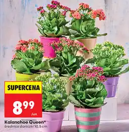 Biedronka Kalanchoe Queen oferta