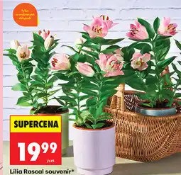 Biedronka Lilia Rascal souvenir oferta