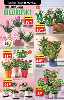 Biedronka Tillandsia w ozdobnej papierowej osłonce oferta
