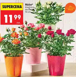 Biedronka Róża oferta