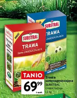 Intermarche Trawa samozagęszczająca oferta