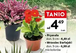 Intermarche Wrzosiec harlekijski roślina doniczkowa don. 9cm mix kolorów oferta