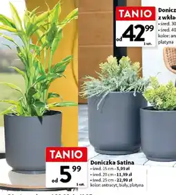 Intermarche Doniczka Satina oferta