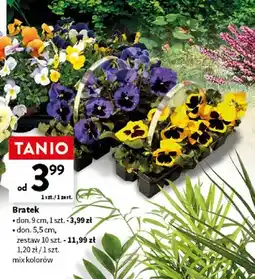 Intermarche Bratki roślina doniczkowa don. 5,5cm zestaw oferta