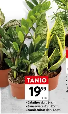 Intermarche Zamioculcas roślina doniczkowa don. 12cm oferta